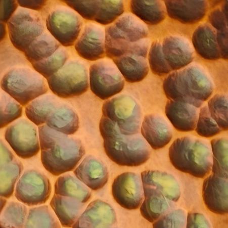 Honeycomb hammered stainless steel sheet in olive gold finish